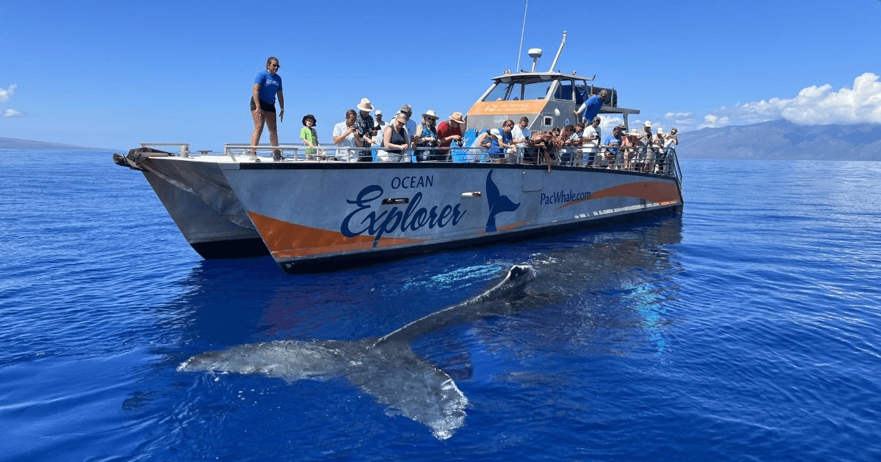 Bottazzi Whale Watch (Puerto Madryn) - Your Guide BEFORE You Go