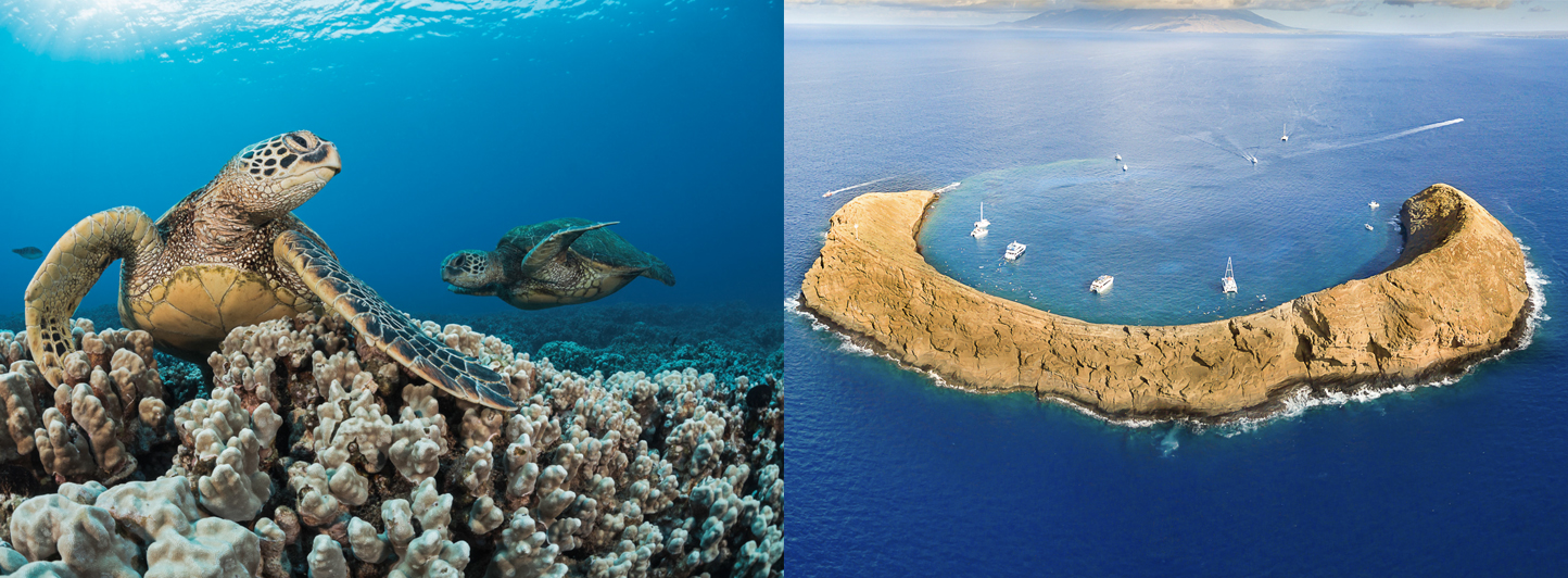 Molokini &#038; Turtle Adventure