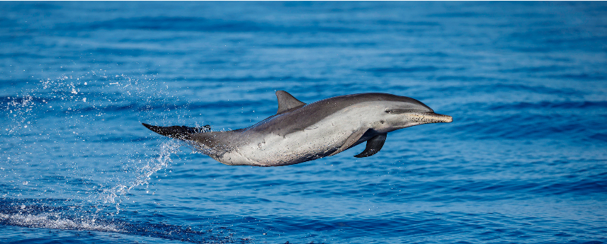 Ultimate Dolphin Watch | Pacific Whale Cruises