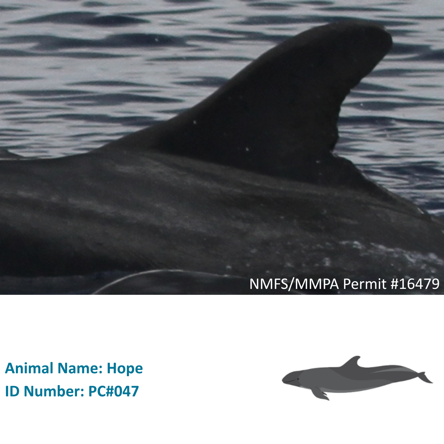 FALSE KILLER WHALE FACTS FOR KIDS visual data 2