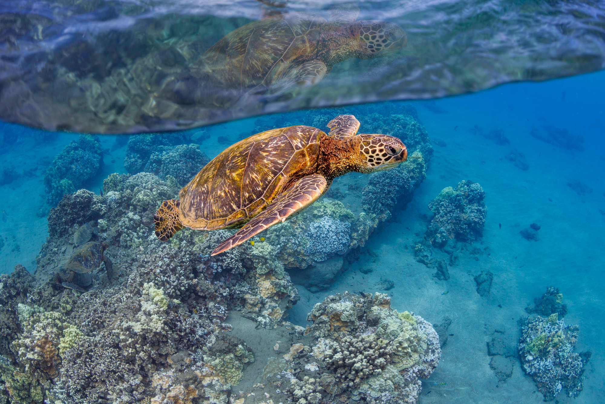 TURTLE REEF SNORKEL