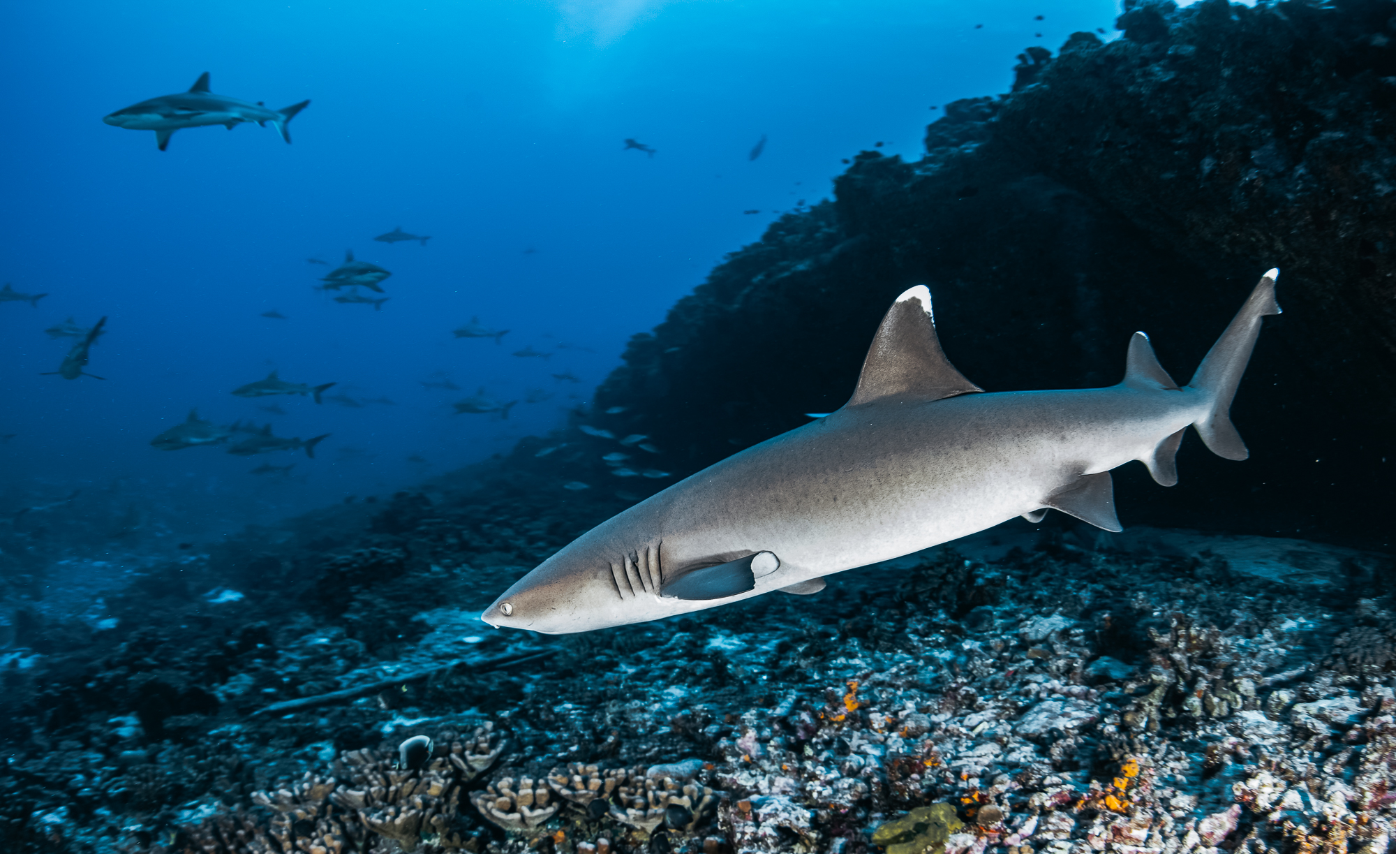 Sharks of the Reef