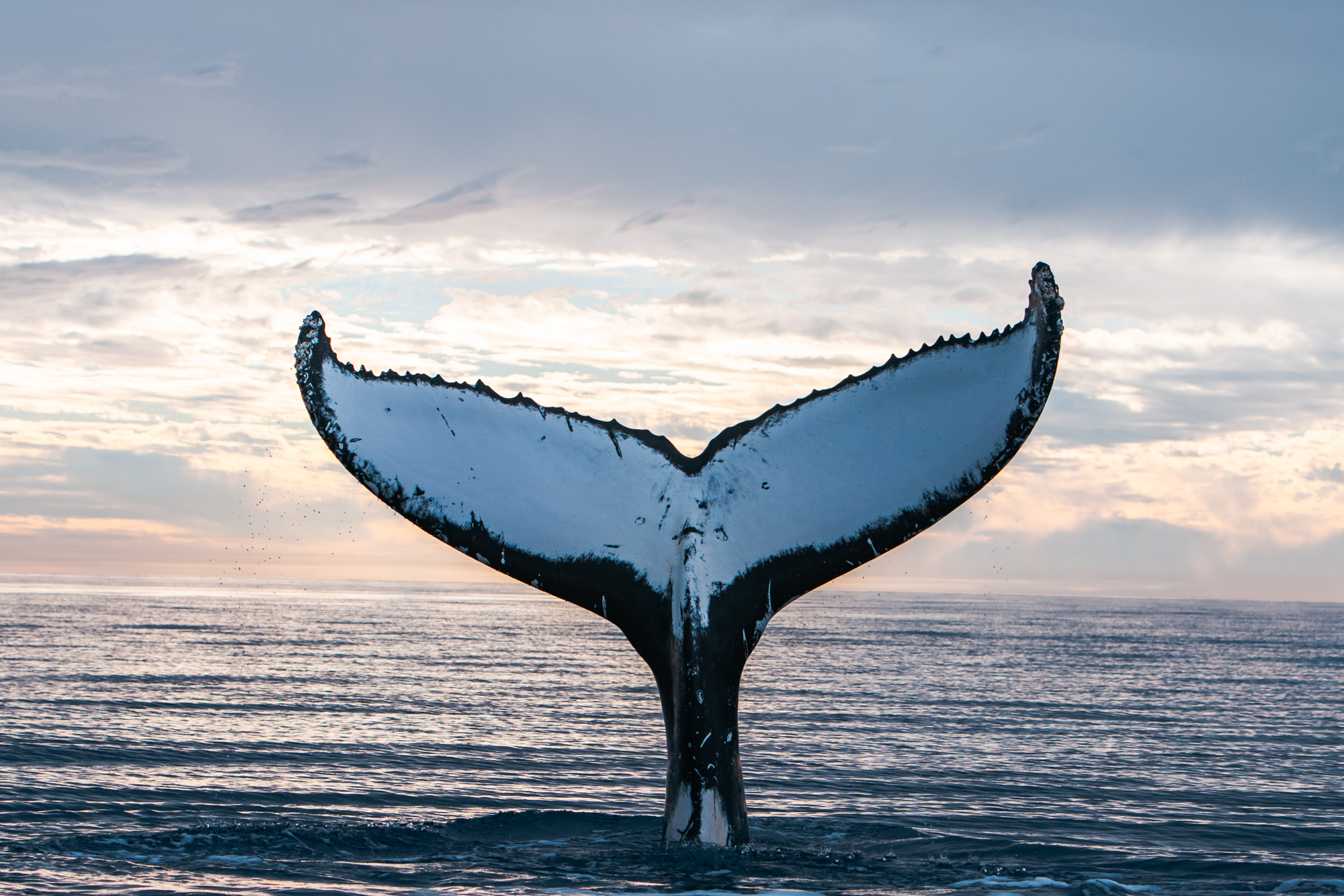 Specialty Whale Watches